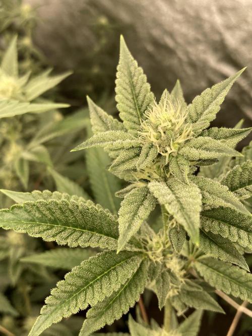 All Starz Clone (LIT Farms). Week 5