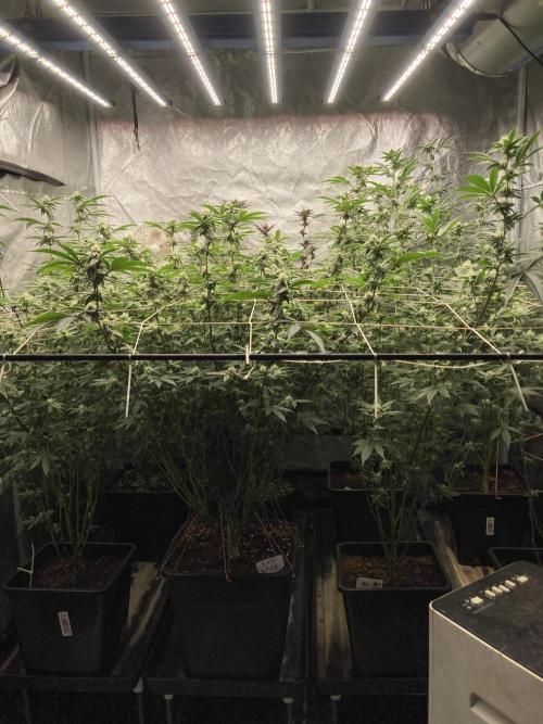 All Starz Clone (LIT Farms). Week 5