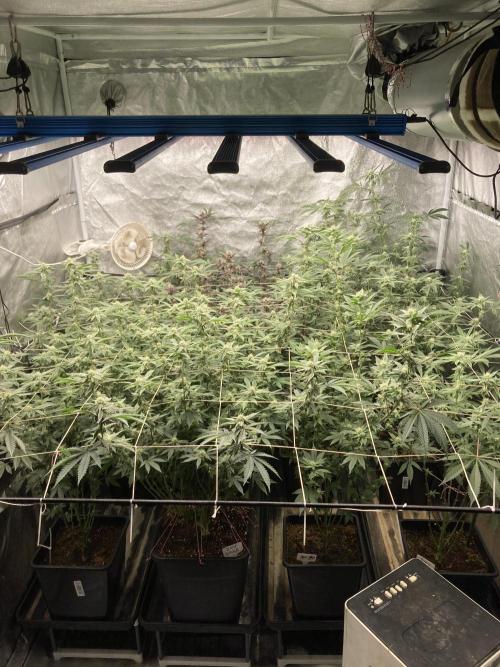 Platinum IX Clone (In House Genetics). Week 5