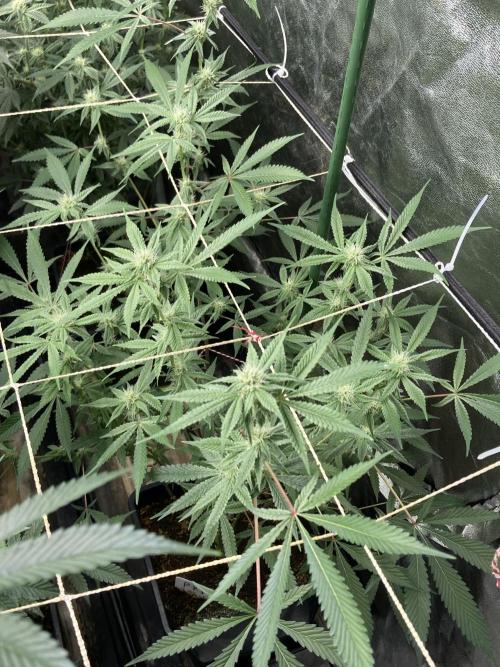 Platinum IX Clone (In House Genetics). Week 5