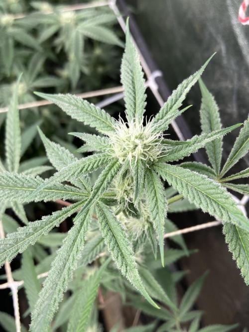 Platinum IX Clone (In House Genetics). Week 5
