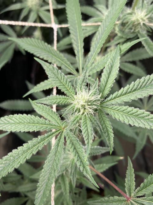 Platinum IX Clone (In House Genetics). Week 5