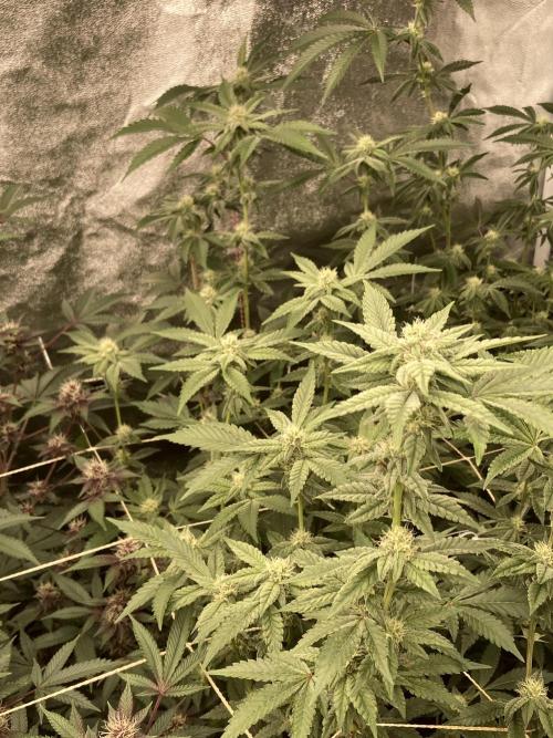 Gas Cream Runtz Clone (LIT Farms). Week 5