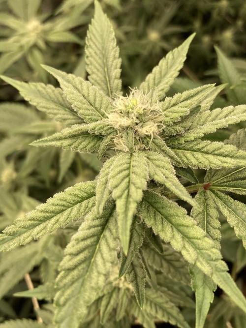 Gas Cream Runtz Clone (LIT Farms). Week 5