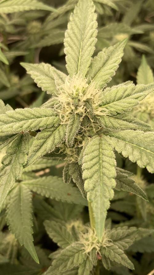Gas Cream Runtz Clone (LIT Farms). Week 5