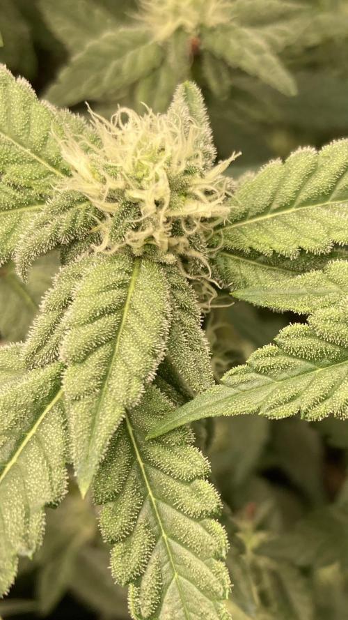 Gas Cream Runtz Clone (LIT Farms). Week 5