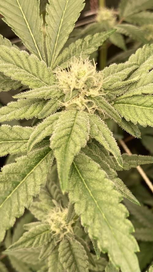 Gas Cream Runtz Clone (LIT Farms). Week 5