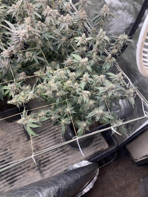 Gastini (LIT Farms). Week 16