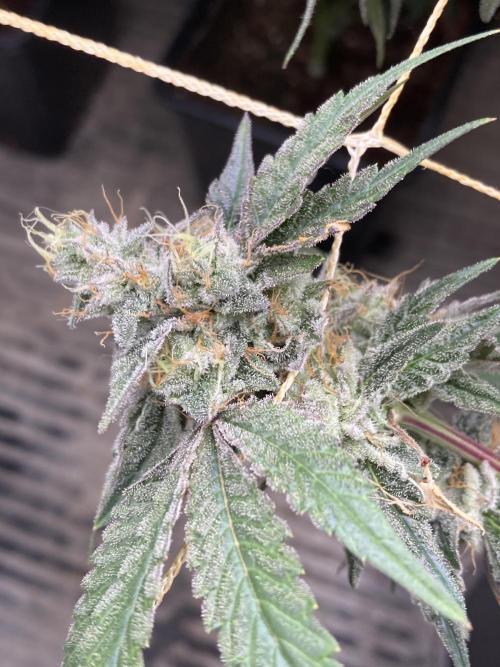Gastini (LIT Farms). Week 16