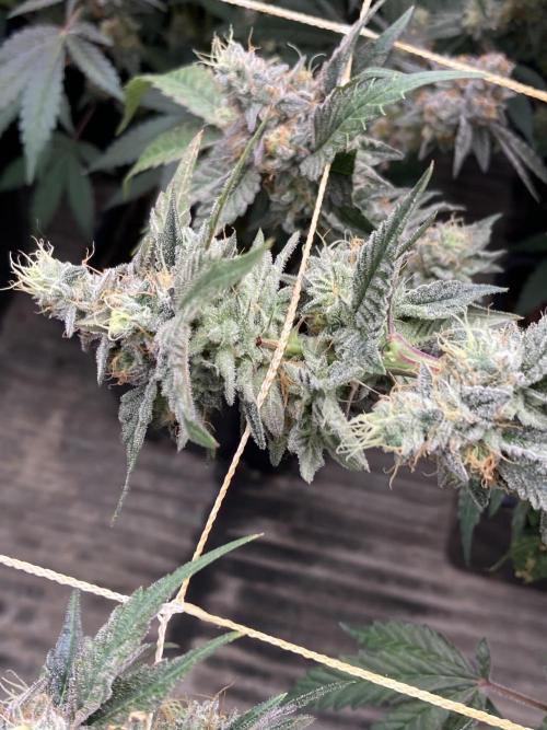 Gastini (LIT Farms). Week 16
