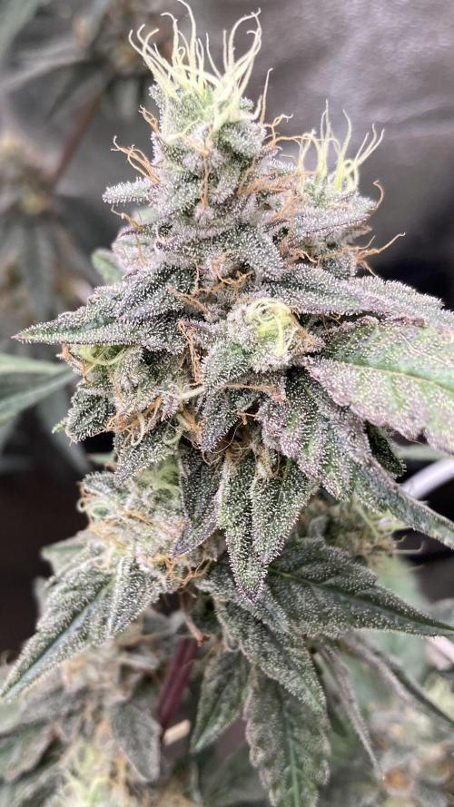 Gastini (LIT Farms). Week 16