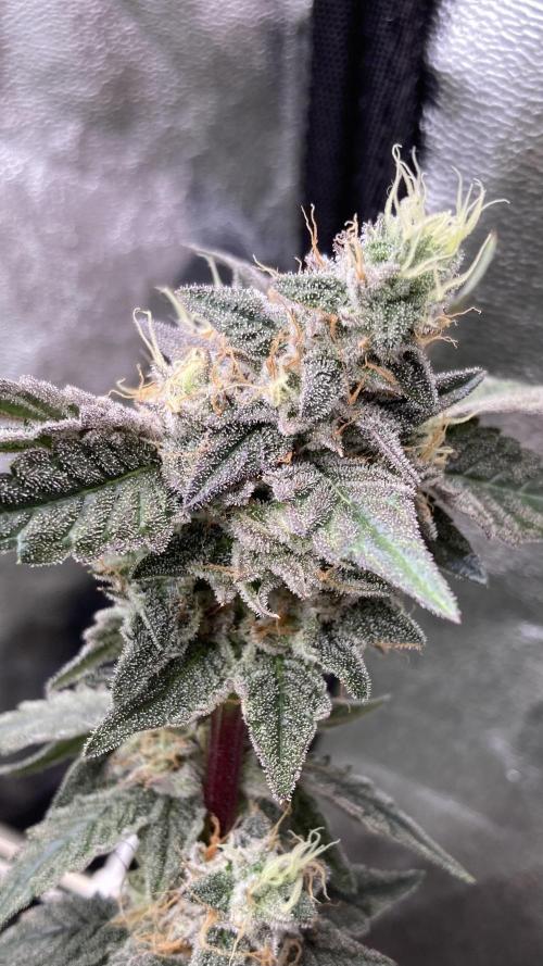 Gastini (LIT Farms). Week 16