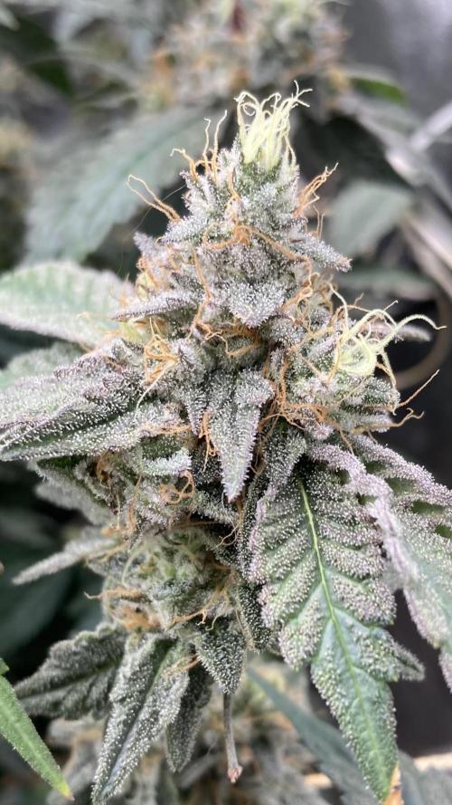 Gastini (LIT Farms). Week 16