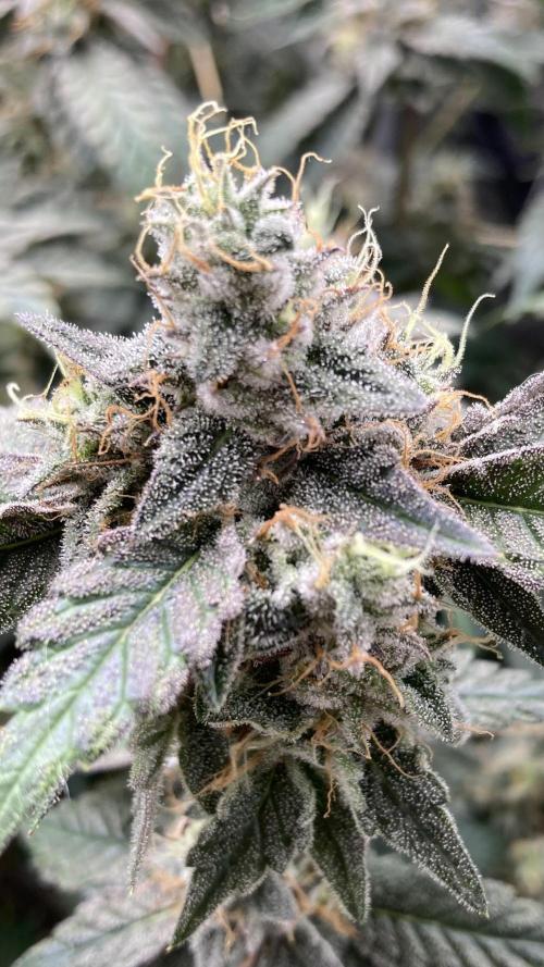 Gastini (LIT Farms). Week 16
