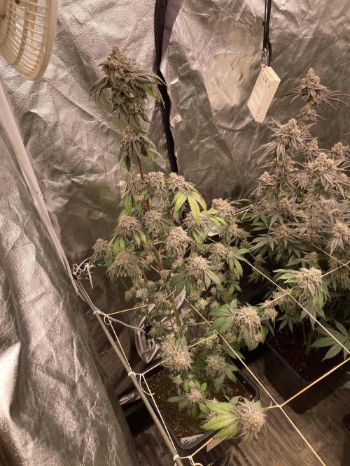 Gastini (LIT Farms). Week 16