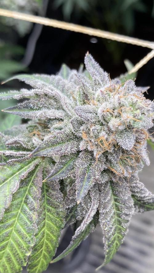 Gastini (LIT Farms). Week 16