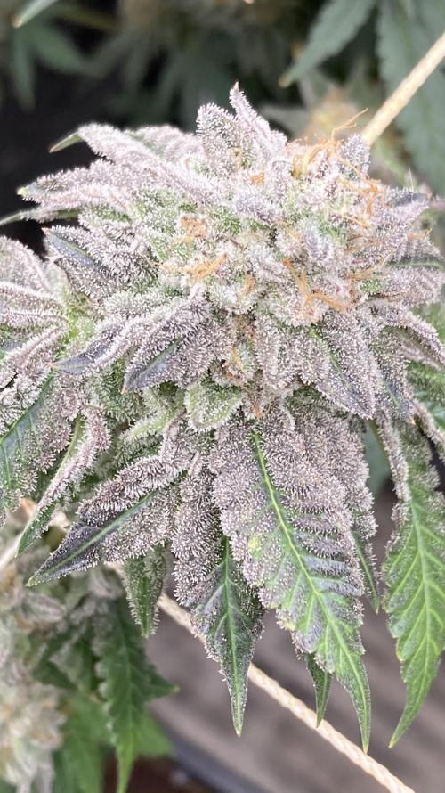 Gastini (LIT Farms). Week 16