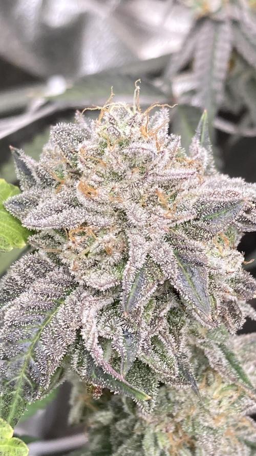 Gastini (LIT Farms). Week 16