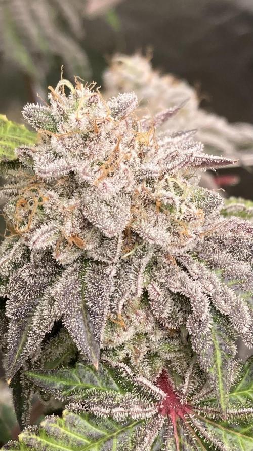 Gastini (LIT Farms). Week 16