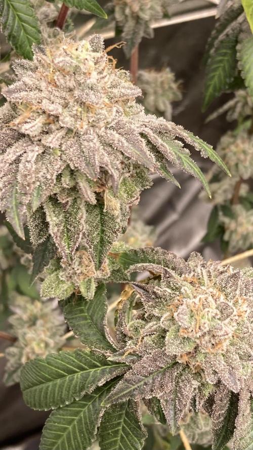 Gastini (LIT Farms). Week 16