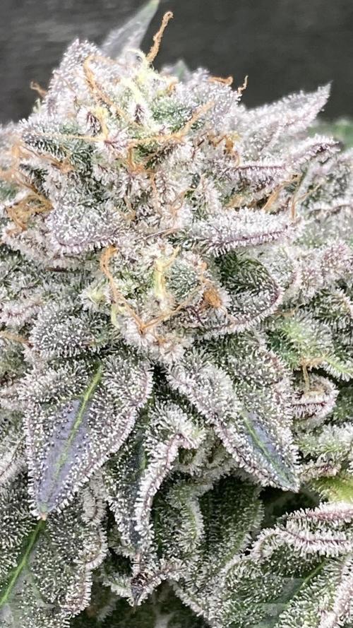 Gastini (LIT Farms). Week 16