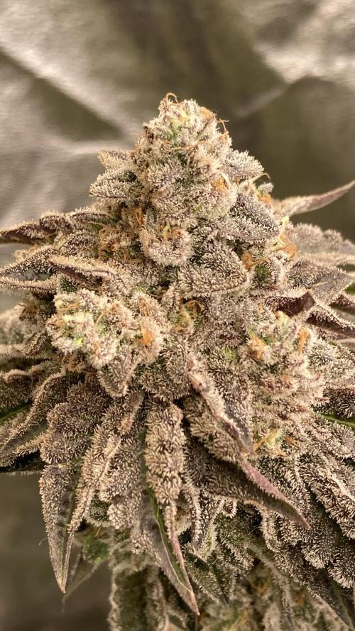 Gastini (LIT Farms). Week 16