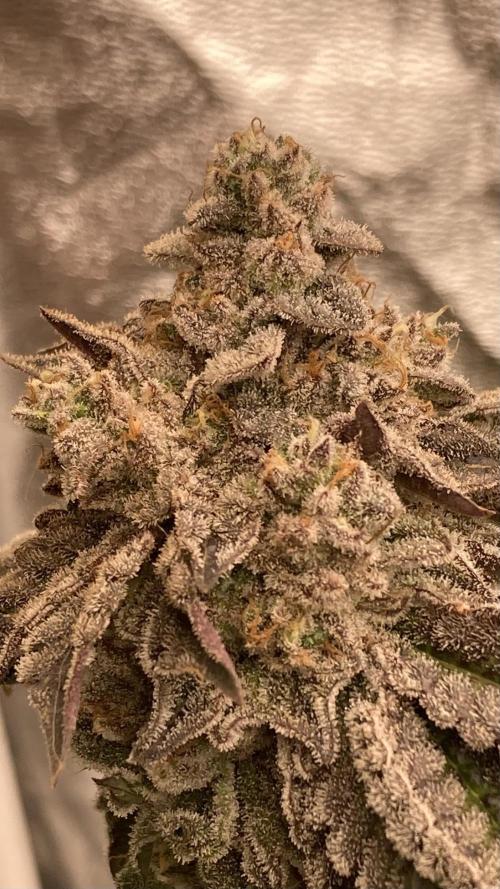 Gastini (LIT Farms). Week 16