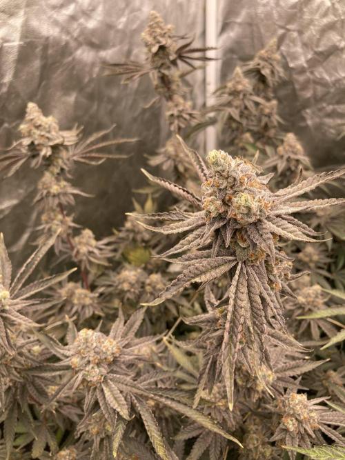 Zoy Sauce Clones (My Keeper Cut). Week 10