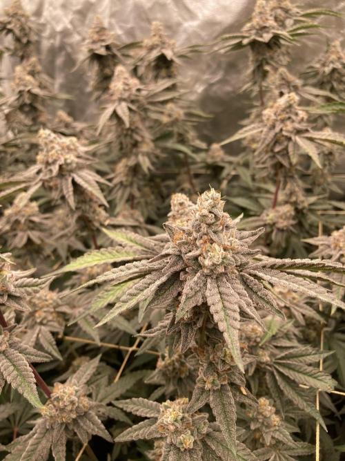 Zoy Sauce Clones (My Keeper Cut). Week 10