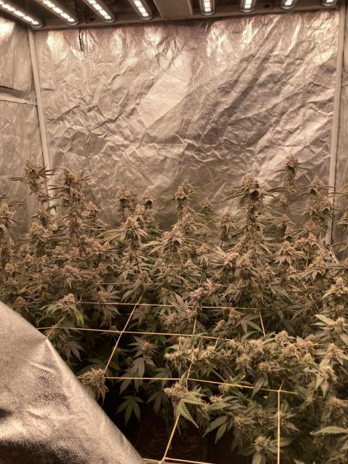 Zoy Sauce Clones (My Keeper Cut). Week 10