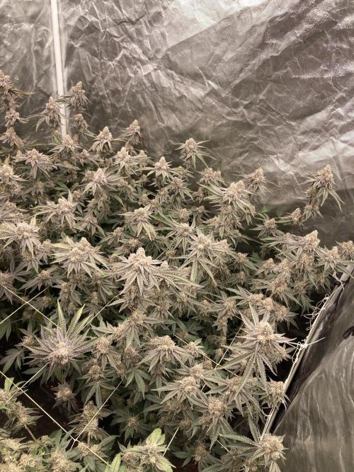 Zoy Sauce Clones (My Keeper Cut). Week 10