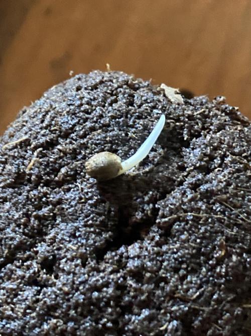 Apples & Bananas x Zoda (Umami Seed Co). Week 0