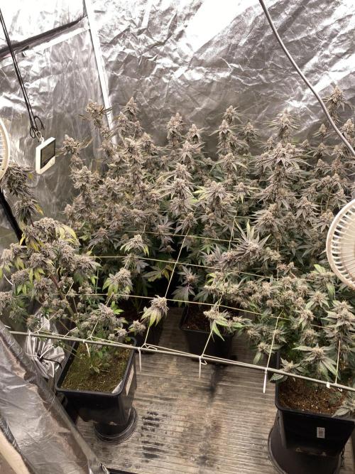 Gastini (LIT Farms). Week 17