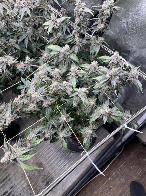 Gastini (LIT Farms). Week 17
