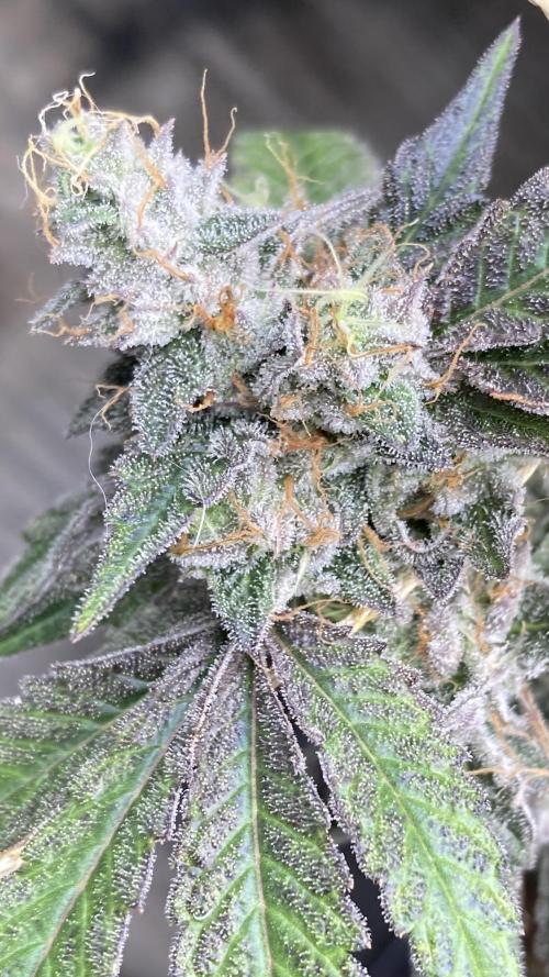 Gastini (LIT Farms). Week 17