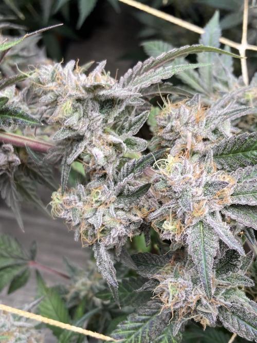 Gastini (LIT Farms). Week 17