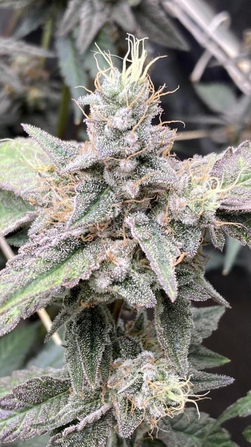 Gastini (LIT Farms). Week 17