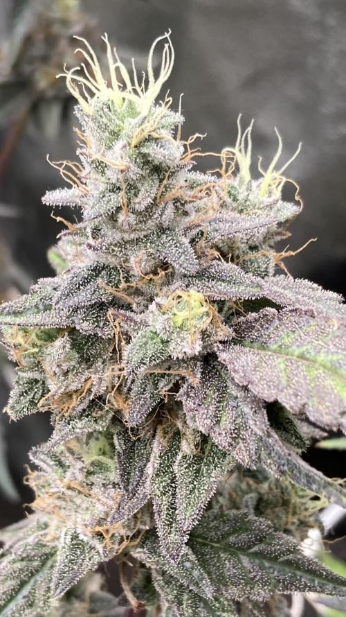 Gastini (LIT Farms). Week 17