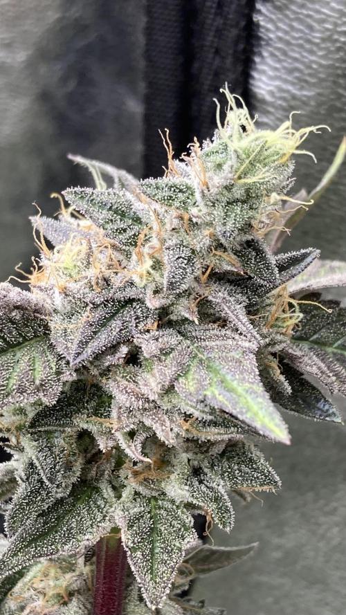Gastini (LIT Farms). Week 17