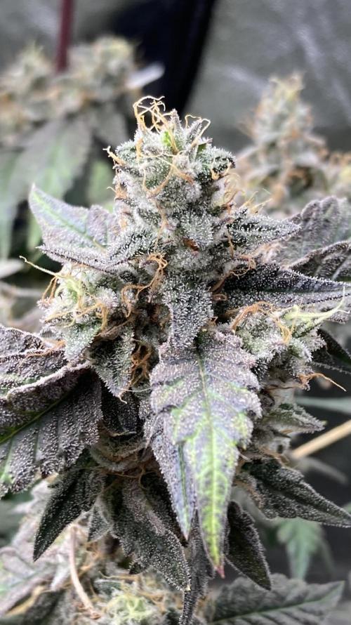 Gastini (LIT Farms). Week 17