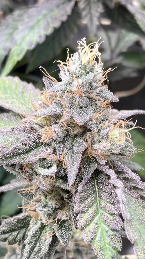 Gastini (LIT Farms). Week 17