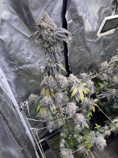 Gastini (LIT Farms). Week 17