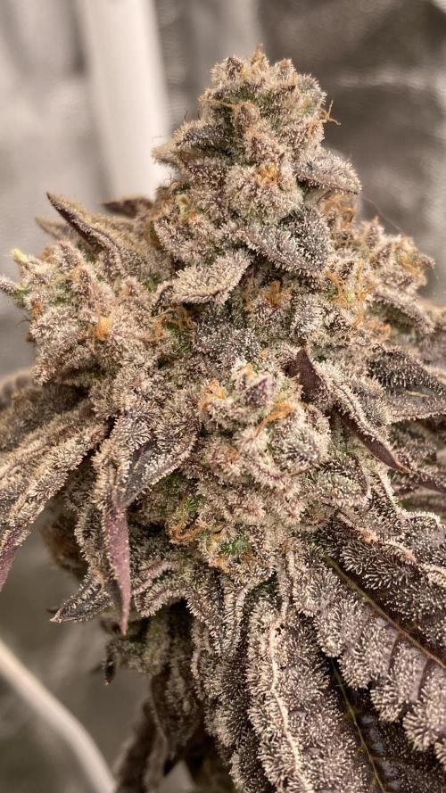 Gastini (LIT Farms). Week 17