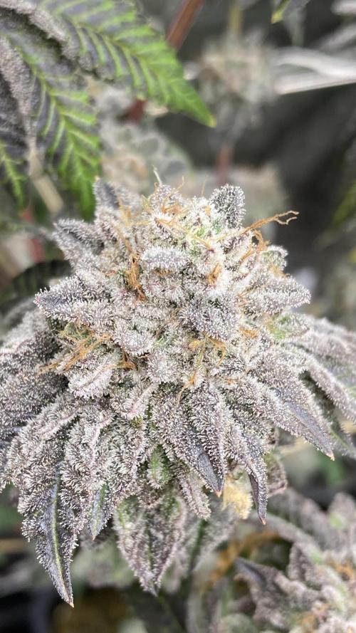 Gastini (LIT Farms). Week 17
