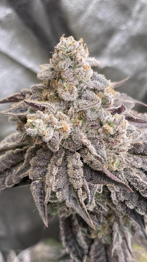 Gastini (LIT Farms). Week 17