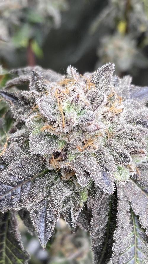 Gastini (LIT Farms). Week 17