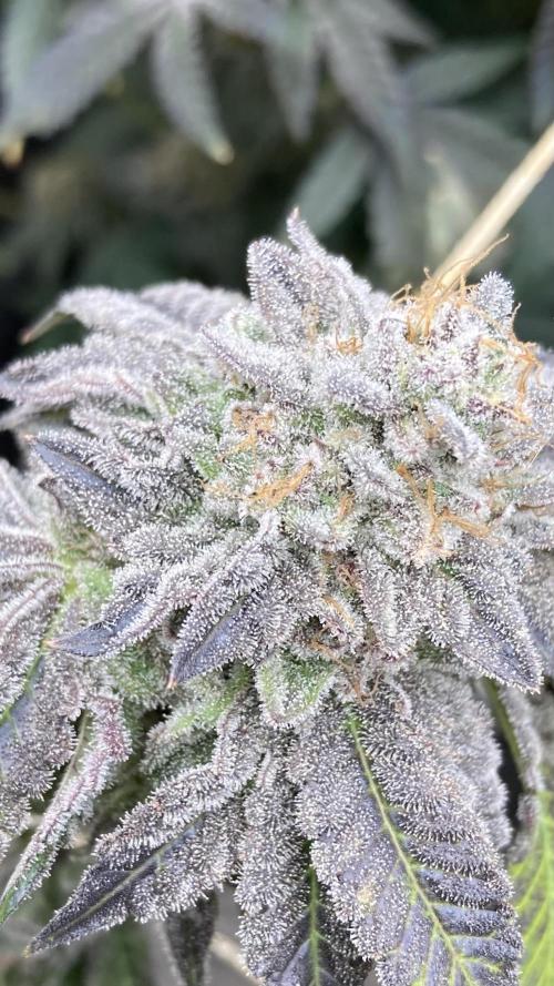 Gastini (LIT Farms). Week 17