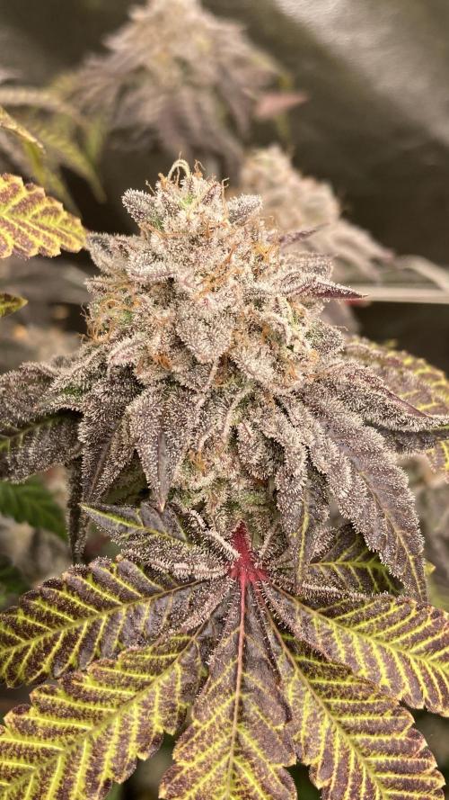 Gastini (LIT Farms). Week 17