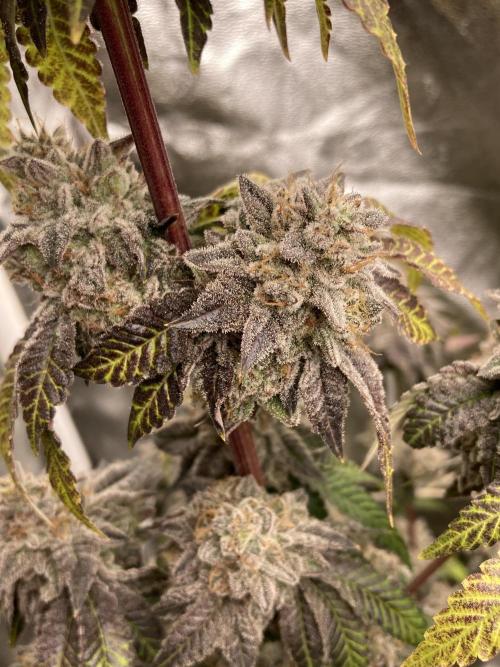Gastini (LIT Farms). Week 17