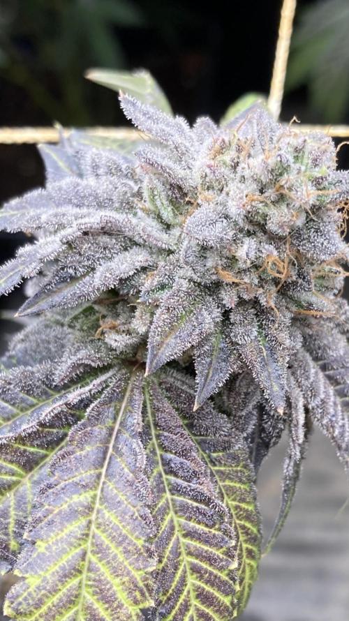 Gastini (LIT Farms). Week 17